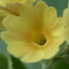 Auricula Chamois Abriachan Nurseries